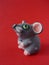 Clay mouse