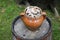 Clay pot filled with empty sea snails shells on a rusty old barr