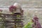 Clay pot on wicker fence, outdoors, Ukraine. Rural ukrainian national style