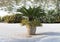 Clay pot with yellow lantana and small palm tree in Masseria Torre Coccaro