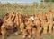 Clay pots in arabic market