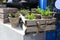 Clay pots with creeping clover and boxwood in a wooden box with rope handles as a garden decoration