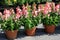 Clay pots and flats of colorful flowers for gardeners to pick from