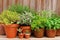 Clay pots with herbs in garden