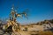 Clay pots on the tree. Rock churches and pigeon lofts. Sword valley, Goreme, Cappadocia, Anatolia, Turkey