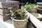 Clay pots with white clover and boxwood in a wooden box with rope handles as a garden decoration