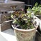 Clay pots with white clover and boxwood in a wooden box with rope handles as a garden decoration