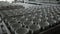 Clay workshop. Blanks of tea cups stand on wooden trays. Panorama.