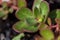 Claytonia perfoliata - purslane lettuce