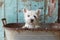 A Clean And Adorable West Highland White Terrier In A Basin, Ready For Love