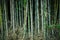 Clean Asia bamboo forest with leaf and roots and straight tree in indonesia