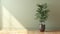 clean blank sage green wall with tropical tree in green modern design pot with sunlight