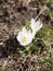 Clean and bright first white crocus flowers on blured background.