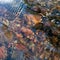 Clean and clear water in stream, stones at the bottom of shallow creek