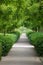 A clean and deserted path with green bushes and trees on both sides