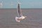 Clean energy. Seagull infront of wind farm turbines. Nature conservation image
