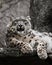 Clean eyes look Chic pose domineering look. Powerful  predatory cat snow leopard sits on a rock close-up