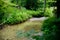 Clean forest stream in the middle of the summer