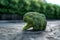 Clean and fresh, broccoli head resting on a sleek concrete surface