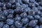 Clean freshly picked blueberries on white plate - close up studio shot.  Ingredients:  Antioxidants , Vitamin C, Antioxidant