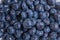 Clean freshly picked blueberries on white plate - close up studio shot.  Ingredients:  Antioxidants , Vitamin C, Antioxidant