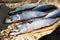 Clean and gutted mackerel fish on a paper prepared for cooking