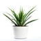 A clean image of a large leafy house plant in a white pot on a white background