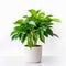 A clean image of a large leafy house plant in a white pot on a white background