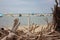 The clean sea with the sandy summer beach of marina di pisa