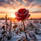 On the clean and serene expanse of snow, the only striking spot of color was the red rose blooming gracefully.