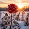 On the clean and serene expanse of snow, the only striking spot of color was the red rose blooming gracefully.