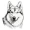 Clean And Sharp Inking: Commission For A Detailed Portrait Of A Siberian Husky