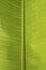 Clean shinny banana leaf detail texture and background