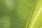 Clean shinny banana leaf detail texture and background