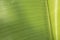 Clean shinny banana leaf detail texture and background