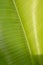 Clean shinny banana leaf detail texture and background