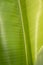 Clean shinny banana leaf detail texture and background