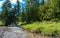 Clean small river at summertime in the Carpathian mountains