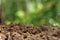 Clean soil for cultivation. The potting soil or peat is suitable for gardening and is one of the four natural elements. The land