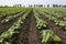 Clean treated green sunflower field