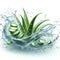 Clean water splash with mint leaves, aloe slices and splatters in water wave isolated on white background