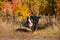 Clean well-groomed dog, breed Berner Sennenhund, runs along a path in dry grass against the background of an autumn yellowing