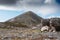 Clean wool sheep grazing grass in a mountains. Croagh Patrick peak in the background. Irish landscape. County Mayo, Ireland.