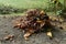 Cleaned foliage collected in a heap. autumn season. a pile of dry autumn leaves