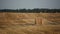 Cleaner wheat field after harvest with haystacks