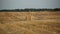 Cleaner wheat field after harvest with haystacks