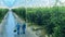 Cleaners are walking along a massive greenhouse