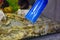 Cleaning the aquarium. Pumping water out of the aquarium. Close-up. Siphon Gravel Cleaner Tool In The Aquarium. Aquarium fish