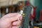 Cleaning a car engine spark plug with wire brush in car garage. Mechanic is brushing used spark plug with a stainless steel brush.