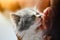 Cleaning cat`s eye by cotton bud